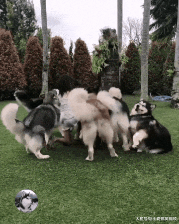 网友一口气养了6只阿拉, 遛狗时回头率很高, 也很有安全感