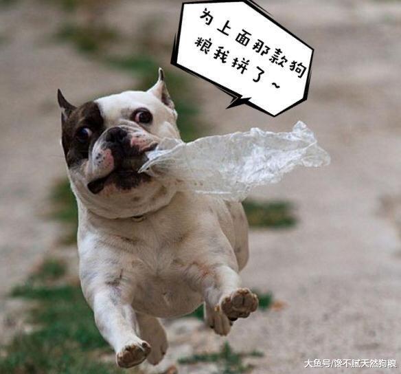 法国斗牛犬这5个表现, 不是在撒娇是在向你求救, 你知道吗?