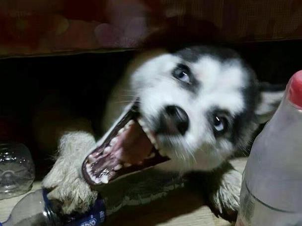 铲屎官带二哈去KTV, 二哈的举动亮了, 笑得主人胃抽筋