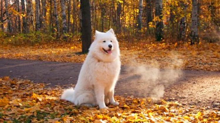 再冷都不给狗狗穿衣服, 你咋想的!