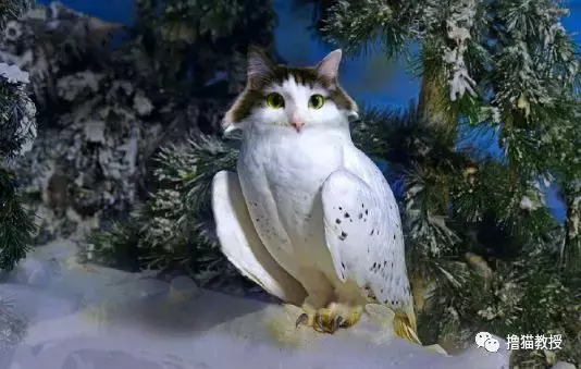 这是什么沙雕猫咪混合物? 连猫都认不出自己啦