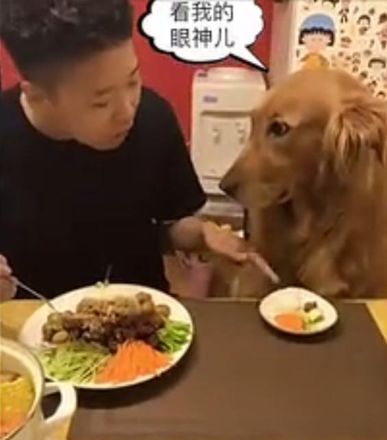 主人吃大餐却给金毛吃小菜, 看到金毛的眼神网友笑喷了!