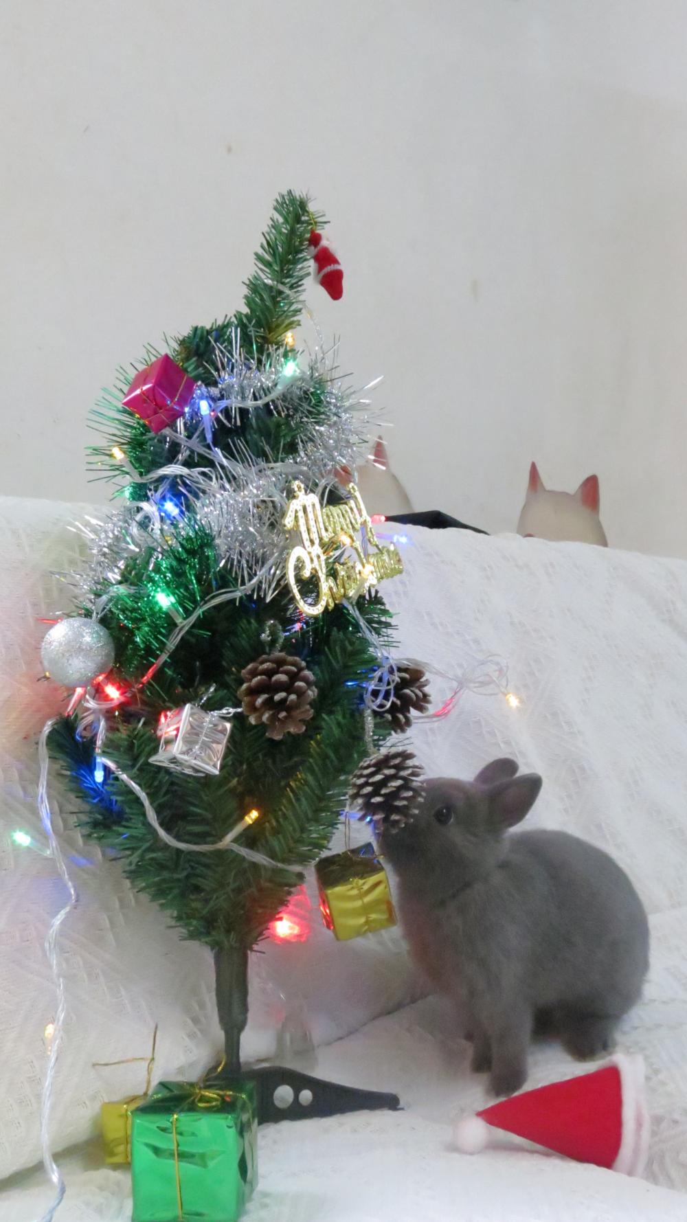 祝大家节日快乐, 过节虽然快乐, 但是别忘记宠物了!