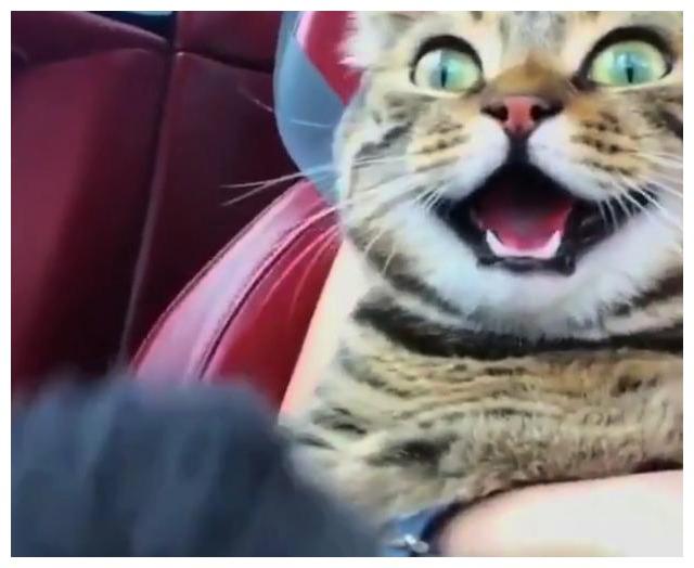 主人带猫咪体验座跑车的感觉, 一脚油下去, 猫咪: 护驾!