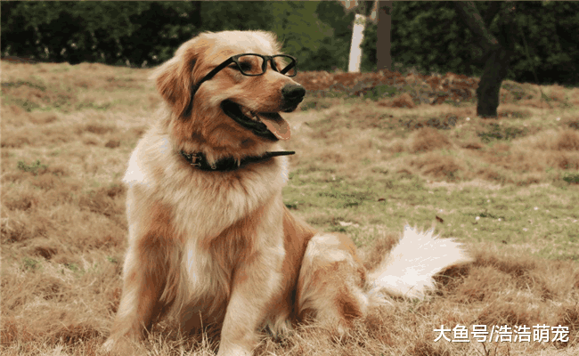 养狗后宠主的生活会发生5种变化, 不知道你有没有变?