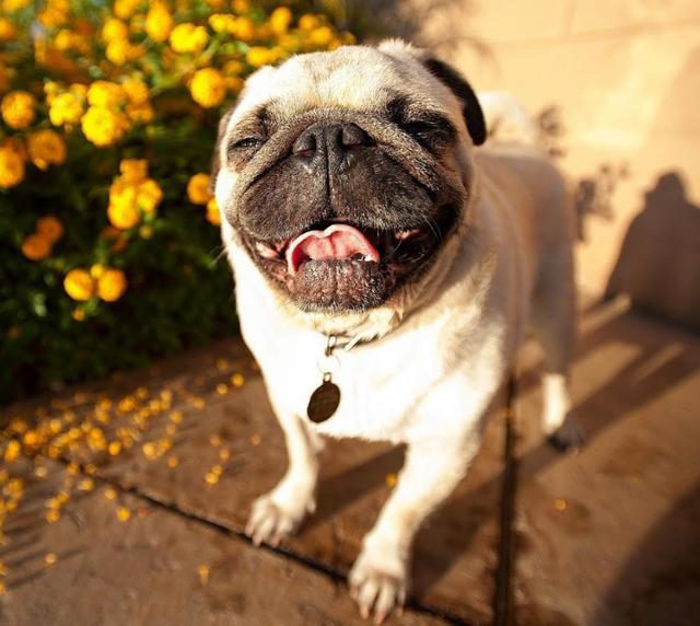 新手不知道如何选狗? 最适合新手养的10大狗狗, 老狗奴呕心推荐!