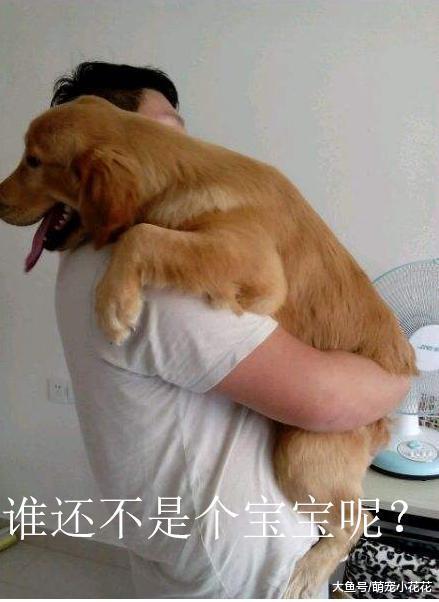 怎么抱狗狗才最舒服? 5个抱狗狗的禁忌, 很多人都在犯!