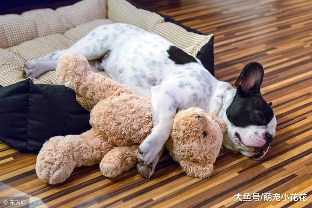 养法国斗牛犬, 记住这“五不要”, 一生受益!