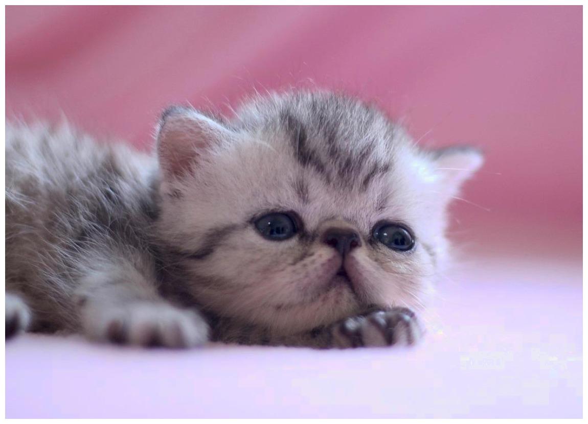 小猫咪想躲避学校安检人员, 过程满是委屈: 都怪我出厂配置低