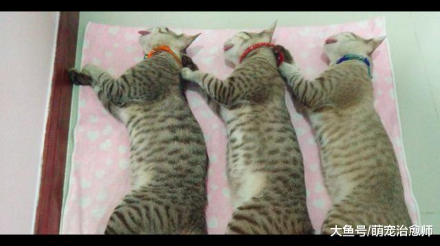 网友带三只猫去做绝育, 术后它们的姿势一模一样, 克隆出来的吗?