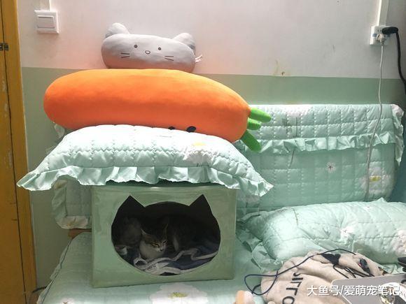 带家里的狸花猫去做产检, 意外收获四只小生命, 网友: 喜当猫外婆