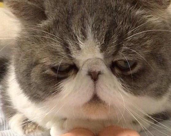 主人想带猫咪遛弯, 猫抱着椅子死不撒手, 小表情亮了, 笑哭主人