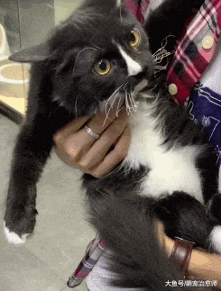 猫咪把电线咬破了, 结果它的胡子都被烧焦了, 心疼它一秒钟!