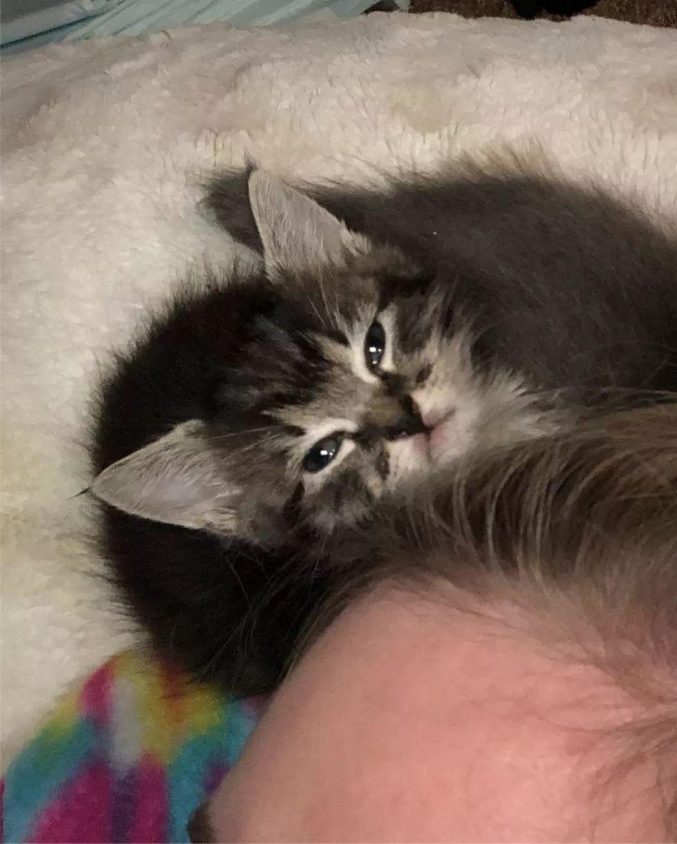 照顾小奶猫可谓十分辛苦, 但能看到这一幕再苦也值得!