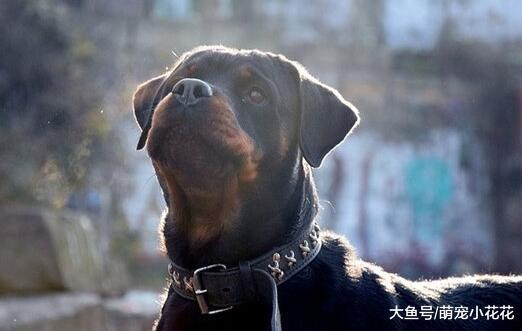 养狗! 我劝你不要养“罗威纳犬”!