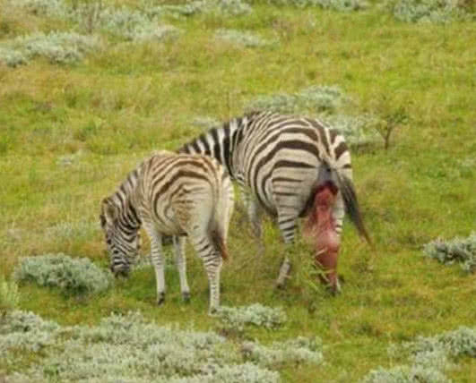 斑马身后掉着一挂东西, 游客仔细一看, 赶紧上前帮忙!