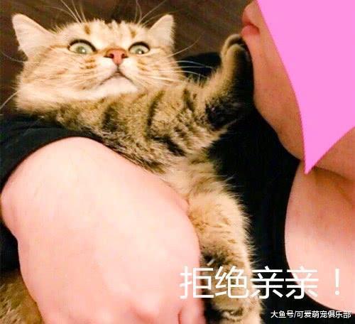 铲屎官亲吻猫咪, 没想到被它一把推远, 猫咪: 手虽短拒绝你却足够