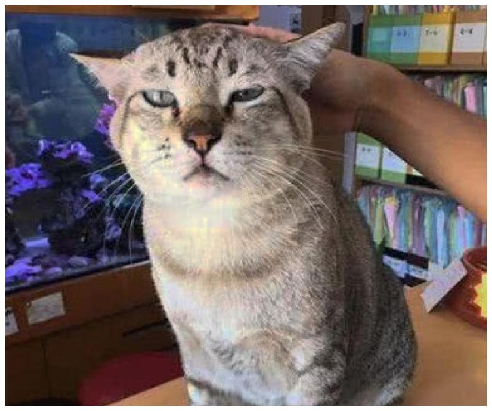 猫咪被主人说胖, 一听这词, 它眼神像过年见完亲戚的我!