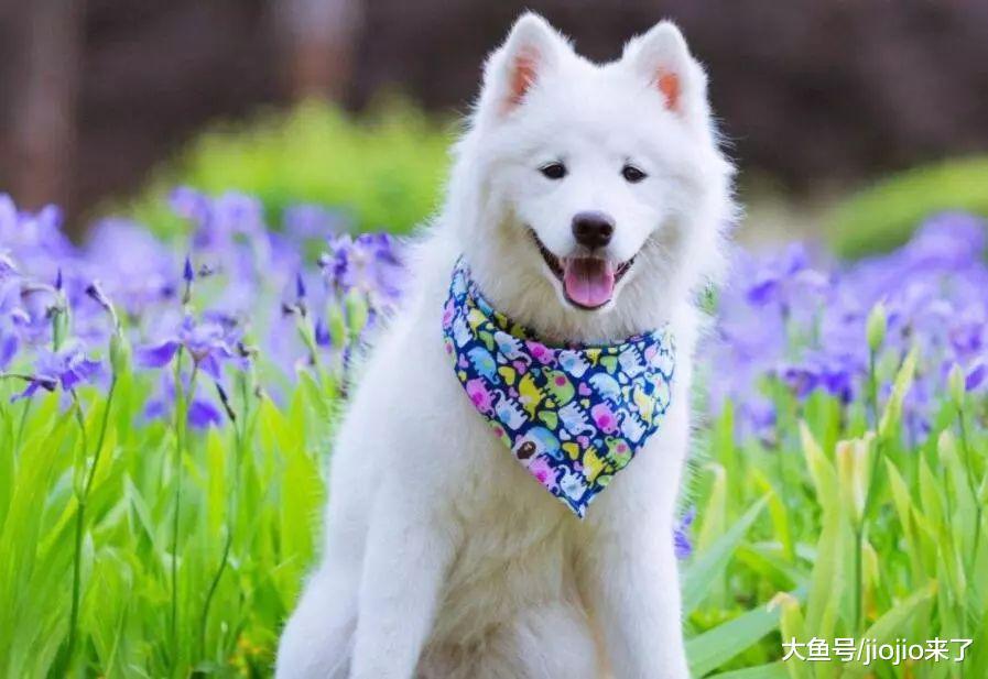 如何活得像一只狗——那些狗狗教会我们的事