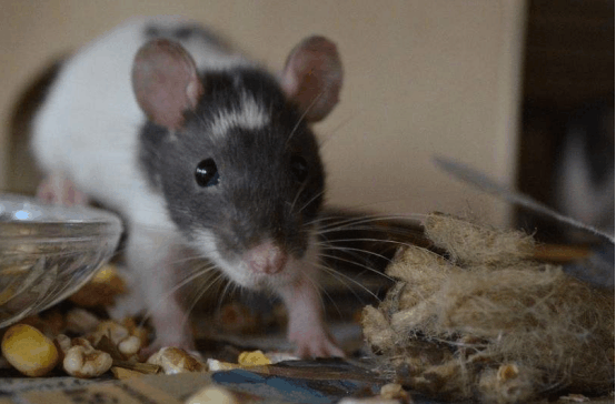 小黄鼠狼遇到大老鼠, 对决直接开始, 个头虽小却一点不吃亏