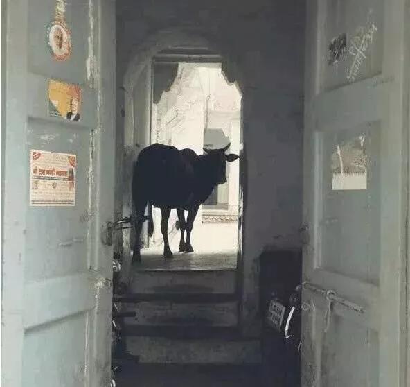 实拍真实的印度有多脏, 游客去印度旅游后: 让人难以置信