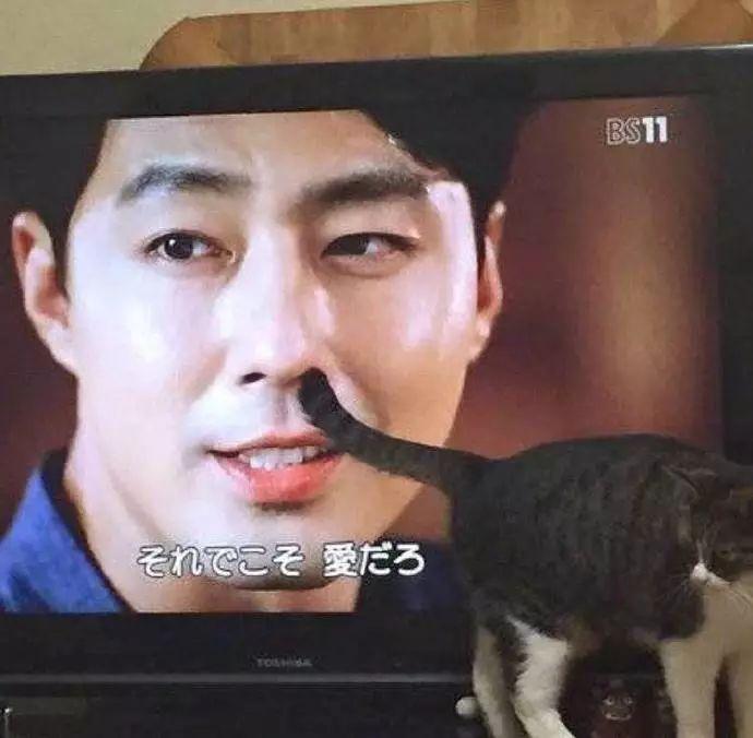 这些猫咪乱入电视剧的画面引全网爆笑, 网友: 这些猫成精了吧!