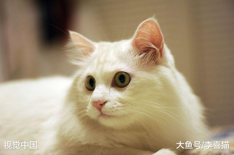 猫咪的性格跟品种之间没有强关联, 只要你肯付出, 它们都是小天使