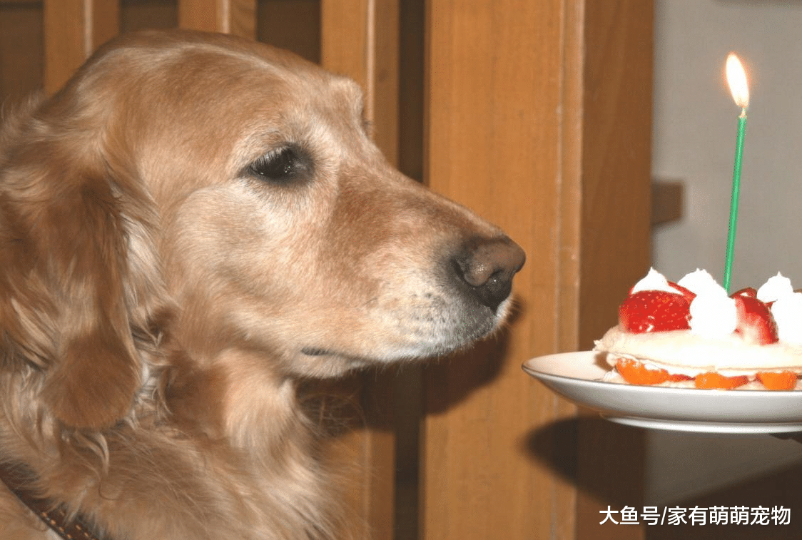 狗狗在饮食方面, 要注意这5件事, 否则会影响它们的健康!