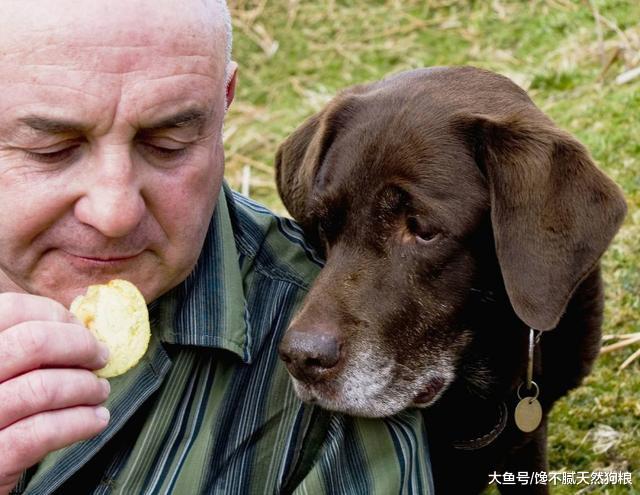 拉布拉多“衰老”的5大症状, 你家狗狗出现了, 就多陪陪它吧!