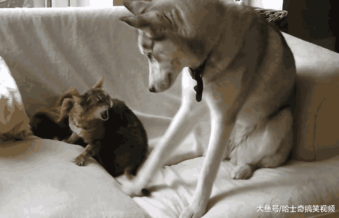 喵星人遇到纯二哈, 赶也赶不走, 二哈: 我就想踩你几脚