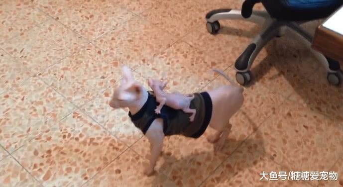 斯芬克斯猫妈妈背着小无毛猫在屋里遛弯, 网友: 行走的人民币啊!