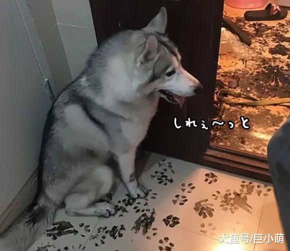 狗狗每天一句“我爱你”, 你接收到了吗?