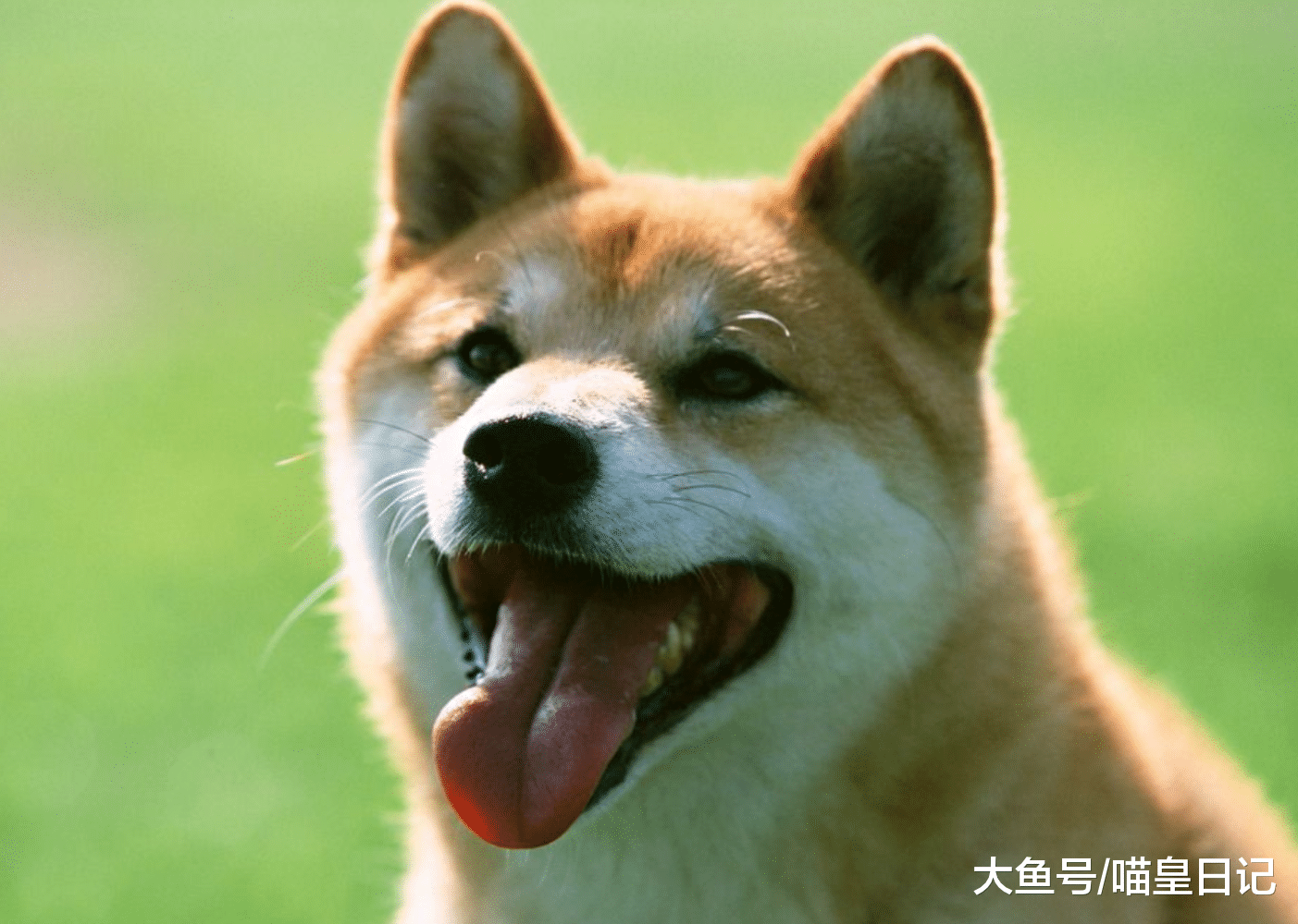 养狗小课堂: 主人的这几种坏习惯, 会让狗狗经常生病, 最好改掉!