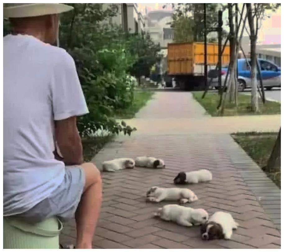 爷爷一次遛6只小狗, 场面本来活泼可爱, 可画风转眼就尴尬了!