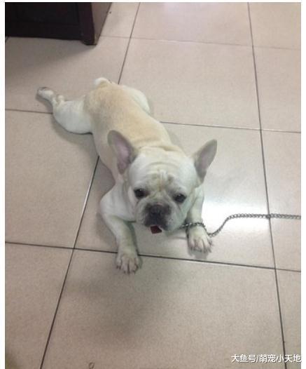 戏精上身的法斗匍匐前进30秒让人笑翻: 小憨面还好吗