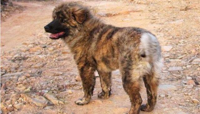 父亲带回只很丑的狗, 网友很嫌弃, 爷爷却严肃的说: 这是狗中之王