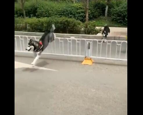铲屎官带两只哈士奇出门散步, 没想到却直接暴露了它们的智商!