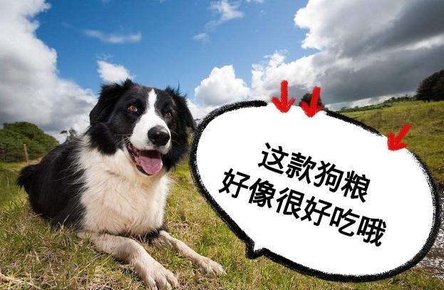 狗狗的5种睡姿, 意思都不一样, 你家狗狗是哪一种?