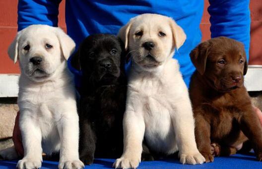 拉布拉多犬最喜欢的狗粮种类有哪些