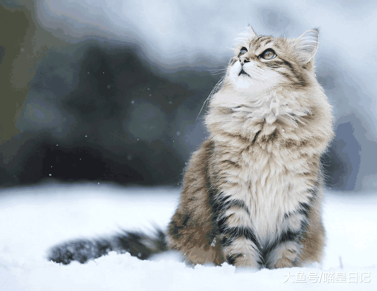 如果有人对你说不要养猫, 一点儿用都没有, 你就用这三点回怼他!