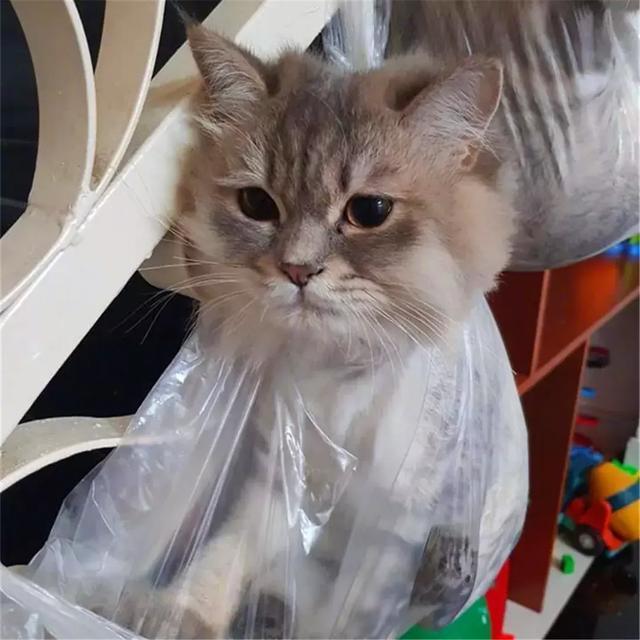 主人回家后发现花瓶被砸, 生气下将众猫咪挂起, 猫咪表情乐坏主人