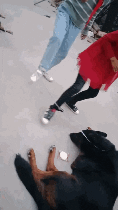 主人玩橡皮筋让狗撑着, 结果狗主太贪玩, 狗都累趴了……