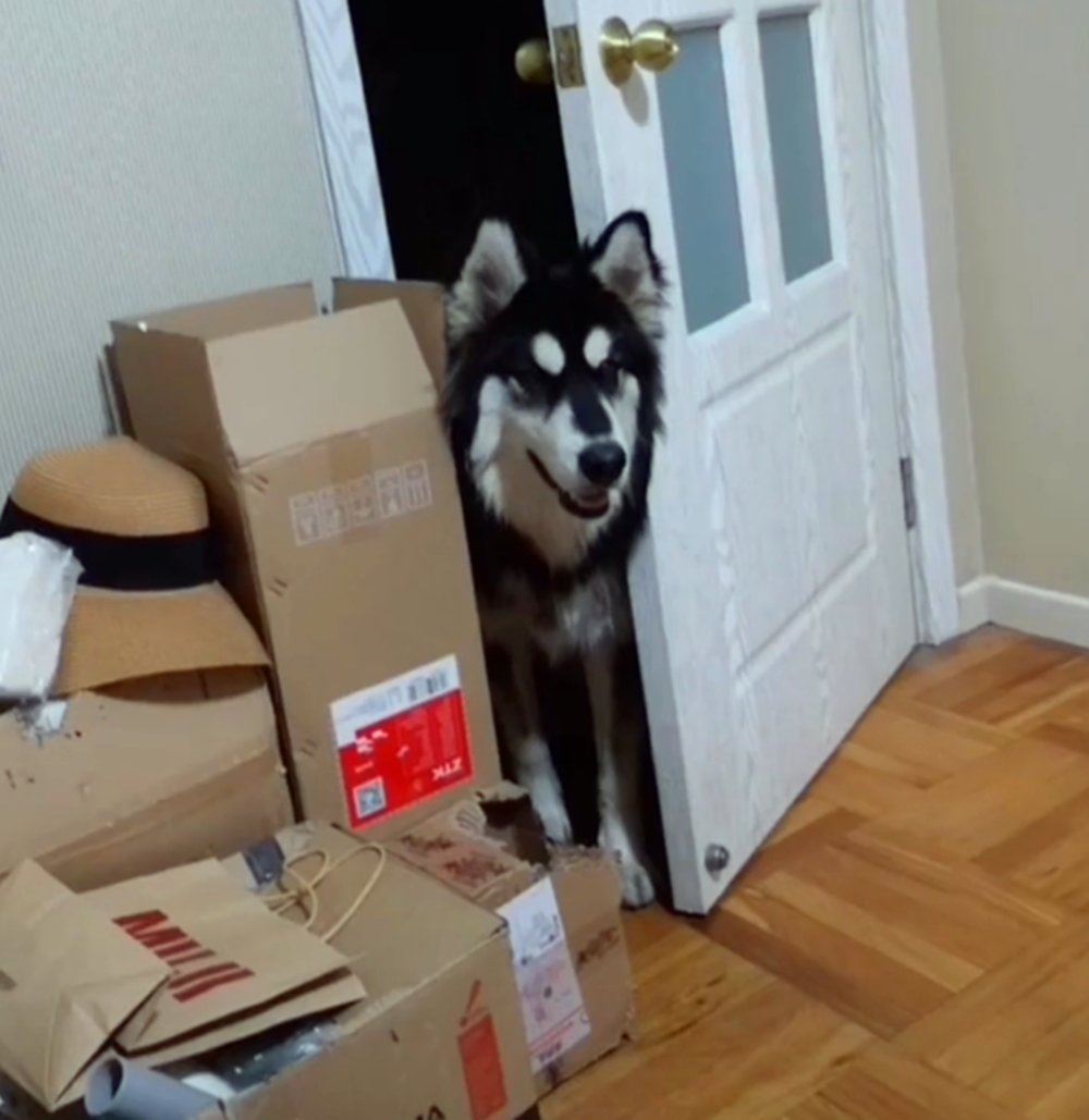 阿拉在屋里把门反锁, 主人锁在外面被气炸, 主人: 狗肉怎么做好吃