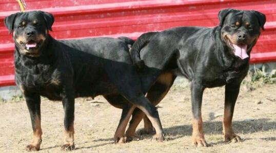 了解罗威纳犬的叫声与感情世界