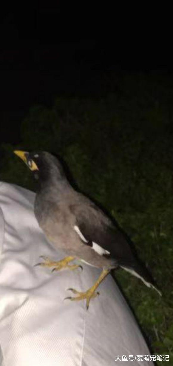 陪伴一年多的狸花猫突然病危, 男孩在接到电话通知后, 当时就哭了