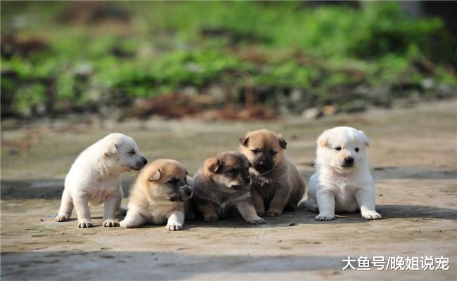 养狗后你生活和想象的不一样, 会发生5种变化, 你别不信