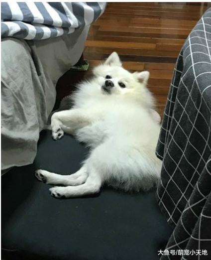 妈妈狂叫名字不回, 狐狸犬听到里长秒转头让家人无奈又好笑