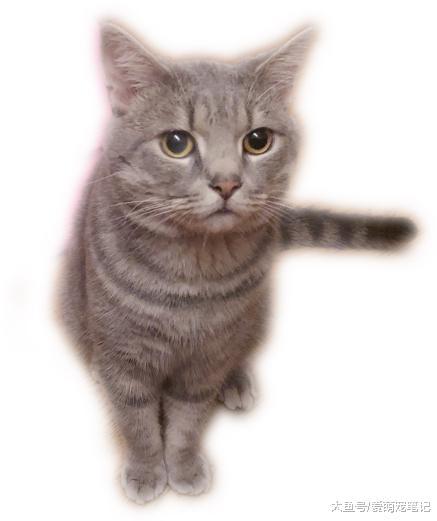 陪伴三年的狸花猫突然间病危, 两天后就去世了, 主人为此自责不已