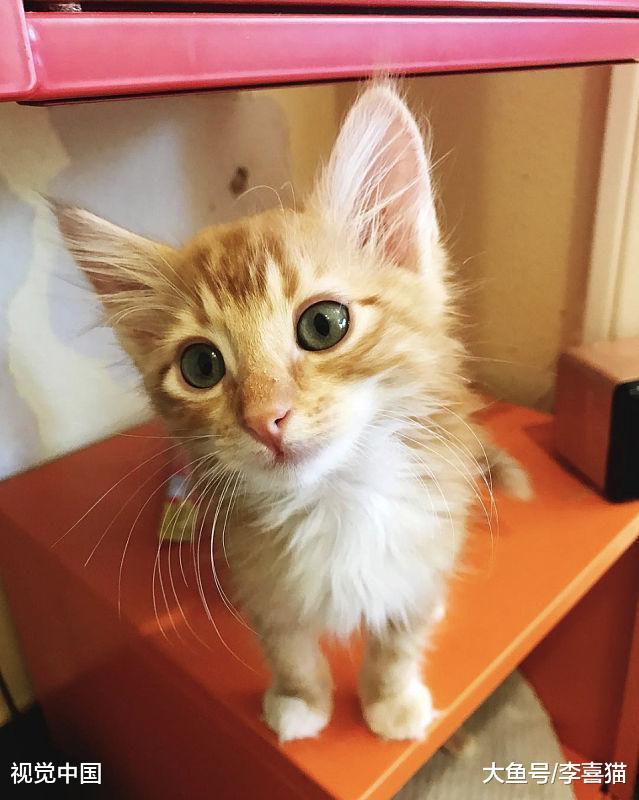 猫咪的性格跟品种之间没有强关联, 只要你肯付出, 它们都是小天使
