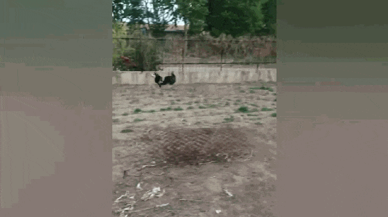 哈士奇乡下捉鸡, 叼到鸡毛就跑路, 二哈: 天冷了拔点鸡毛铺床……